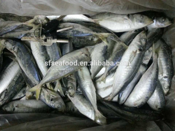 online store suppliers horse mackerel