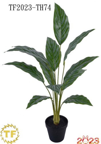 67 cm biały liść palmowy x 12 z plastikowym garnkiem