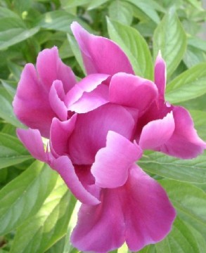 Paeonia lactiflora Pall Extract 4:1,10:1,80% Glycoside