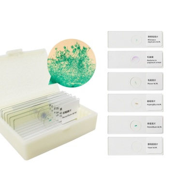 Fungi Slide Set: Penicillium, Aspergillus, Rhizopus, Yeast, Mucor, and Gram Staining - 6 Items