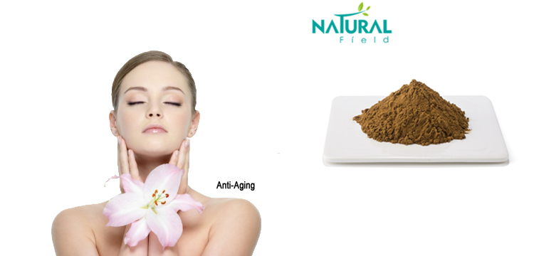 Natural Field Supply producto soluble en agua extracto de raíz de kudzu 30% puerarin