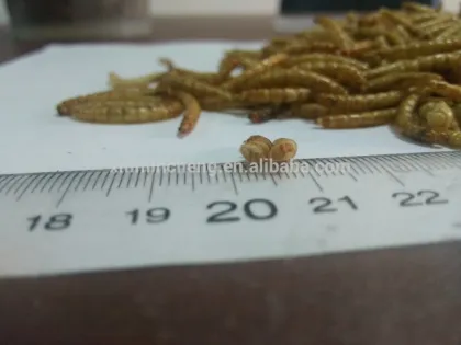 Natural pet food type dried mealworm