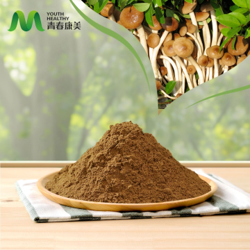 High Potency Agrocybe Aegerita Extract Powder