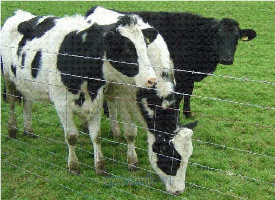Custom Made High Strength Galvanized Grassland Fence / Cattle Fence / Knot Field Fence
