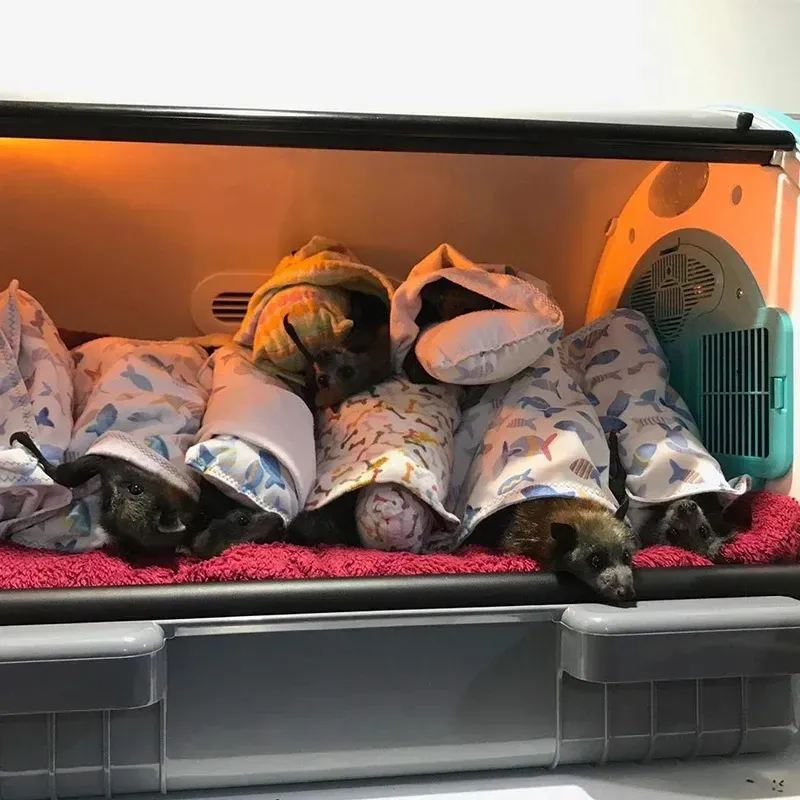 Fully Automatic Veterinary ICU Incubator with Nebulizer