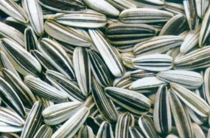 Tasty Dry Sunflower Seeds