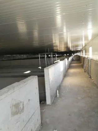 Cowshed steel structure