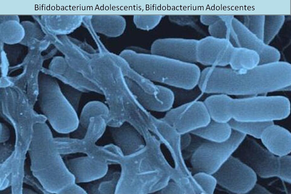Bifidobacterium Adolescentis.