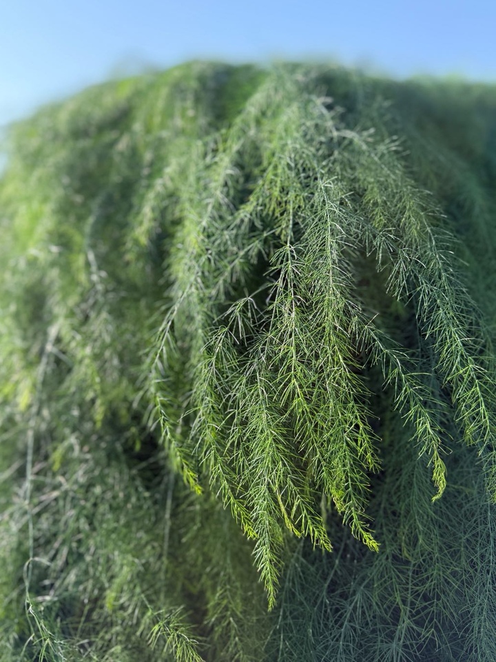Asparagus Fern