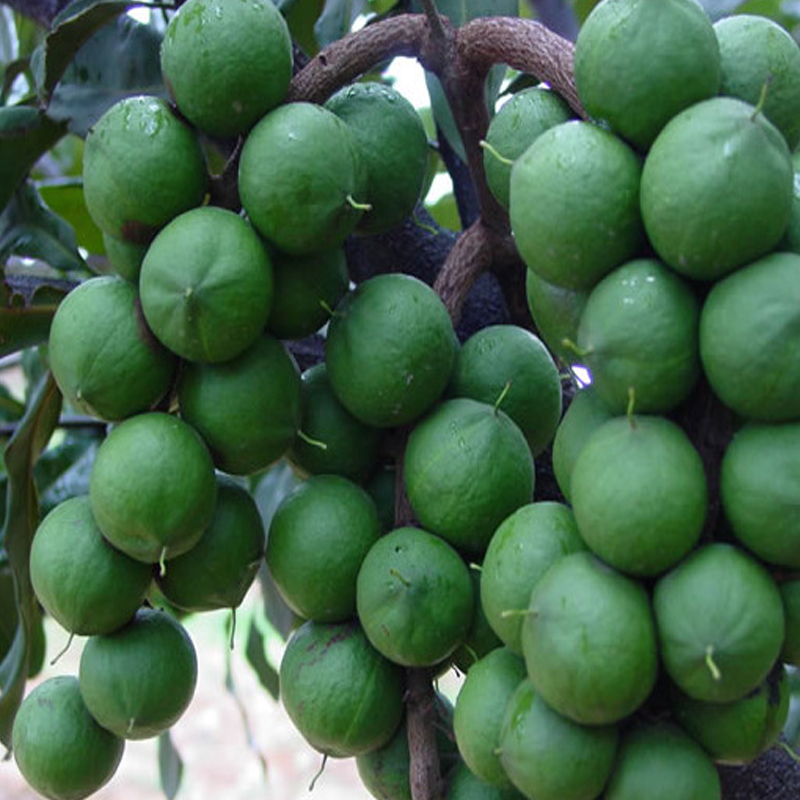 green nut 坚果