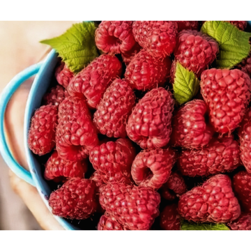 Rubi Fructus Extract
