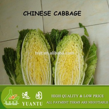 all variety fresh cabbage