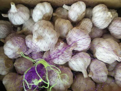Brand New Crop Fresh Garlic