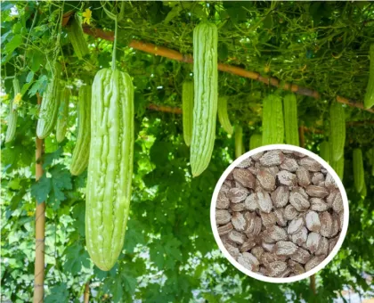 Wild Bitter Melon Extract Charantin Powder