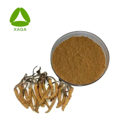 Cordyceps Militaris Extract 40% Polysaccharide Powder