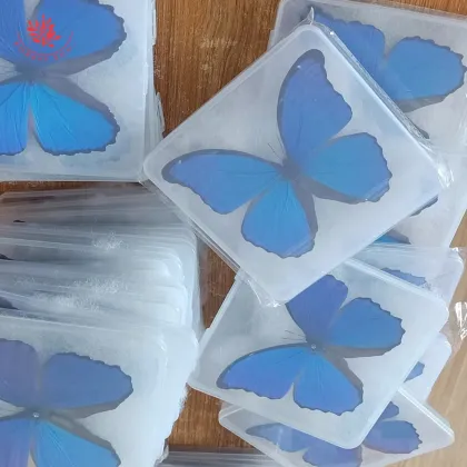 Rare Large Blue Morpho Butterfly Teaching Specimen - Real Butterfly