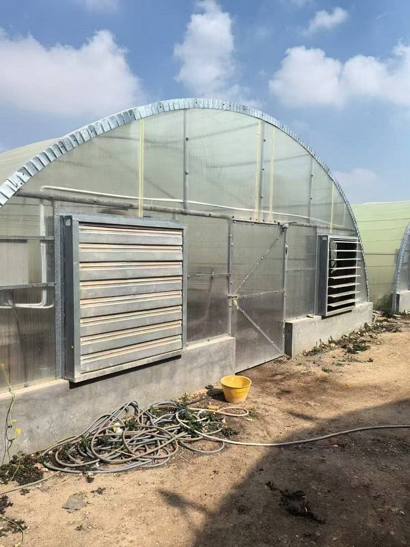 Based on Trust, Qatari Clients Join Hands with Qingcheng Agriculture to Build a Green Dream in Greenhouses