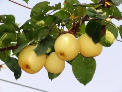 Golden Delicious Apple Tree Seeds For Planting