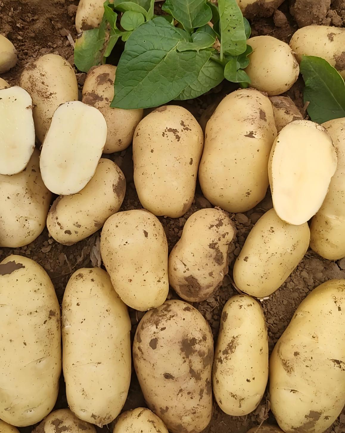 Yellow-skinned Yellow-fleshed Potatoes