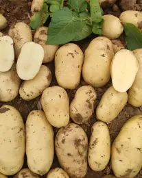 Premium Yellow Skin Yellow Flesh Potatoes