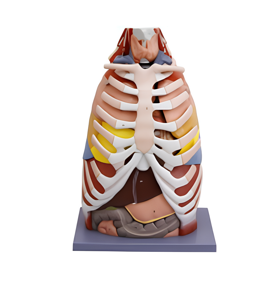 Thoracic Cavity Model(region of the body)