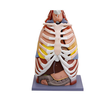 थोरैसिक गुहा मॉडल (शरीर का क्षेत्र)