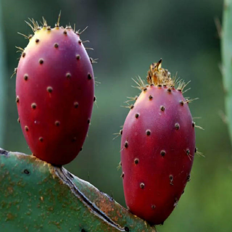 Natural Cactus Fruit Powder