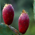 Poudre de fruits cactus frais soluble à l'eau