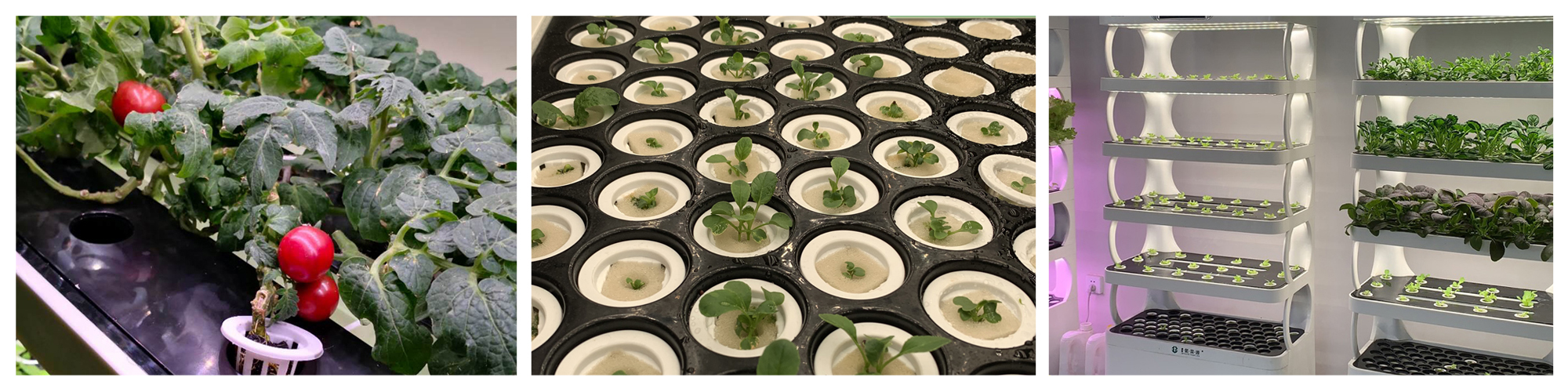 Smart Hydroponic System