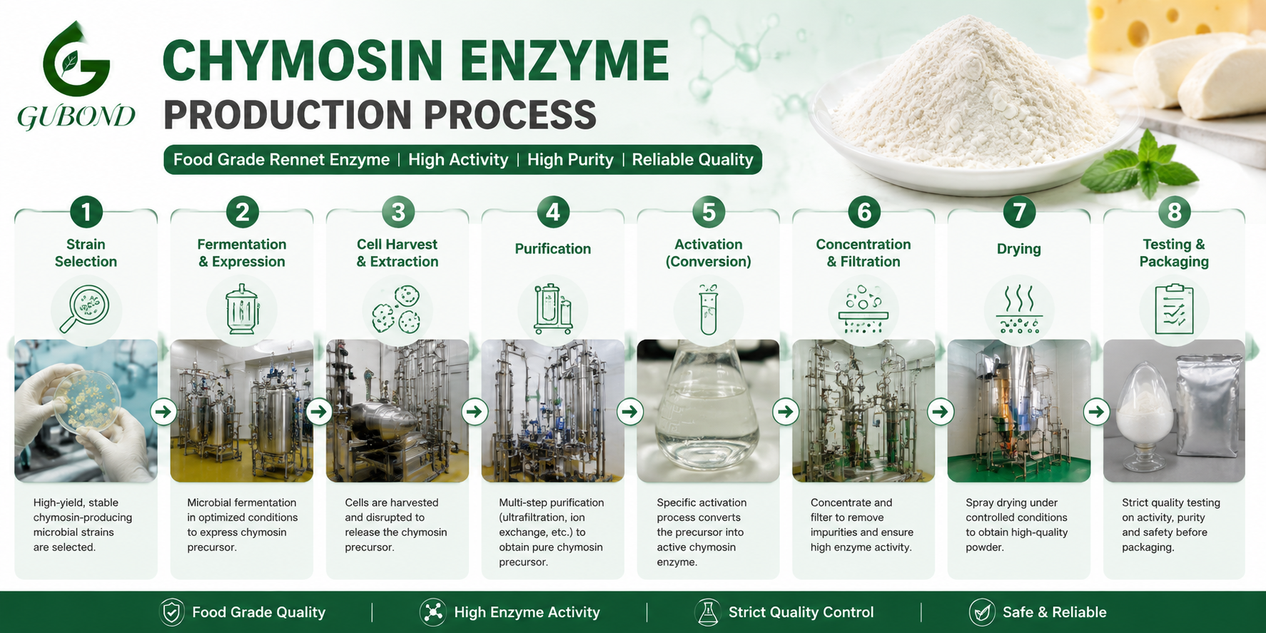 Chymosin Enzyme