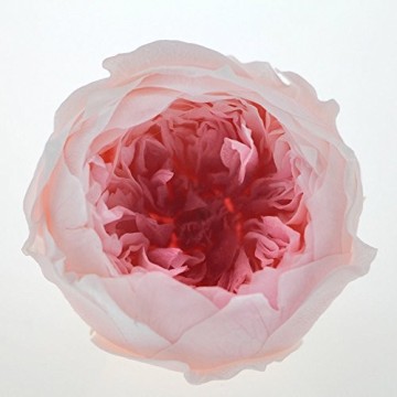 Natural Preserved Austin Rose: Valentine's Day Gift, Wedding, Home Decoration