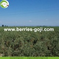 Factory Wholesale Price Buy Wolfberry