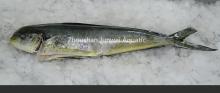 frozen W/G mahi mahi for sale