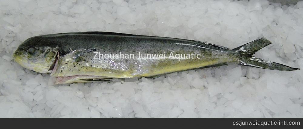 Prodám mražené W/G mahi mahi