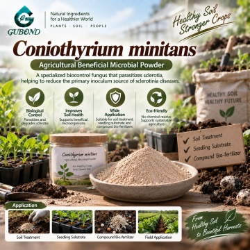 Coniothyrium minitans مسحوق ميكروبي لإدارة التصلب