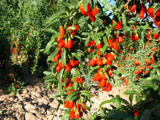 2018 Free Sample 750granule/50g Goji Berry With Best Price