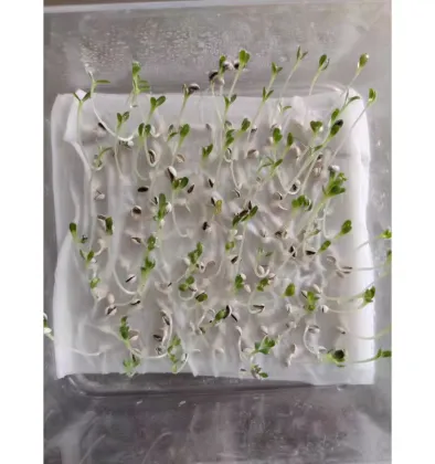 Bean Sprouts Growing Tray Seed Seedling Starter Dish