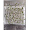 Bean Sprouts Growing Tray Seed Seedling Starter Dish
