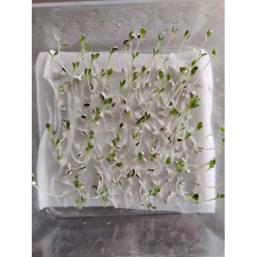 Bean Sprouts Growing Tray Seed Seedling Starter Dish