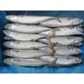 Mackerel Pacific Pacific Barato Price con mejor calidad