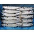 Chinese Frozen Mackerel 300 500gr Pacific For Africa