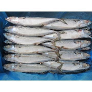 Cheap Price Frozen Pacific Mackerel With Best Quality