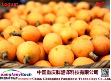 Fresh Tasty Healthy Self-planted Loquat