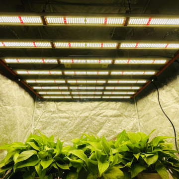 LED 800W 8BARS Spectrum Planta comercial de cultivo Luz