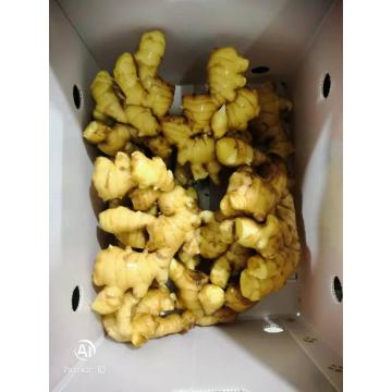 2020 Newest Harvested Delicious Ginger