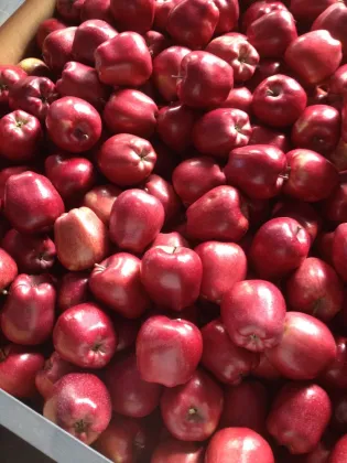 apple fruit apple price  huaniu apple