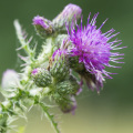 80% milk thistle extract silymarin powder