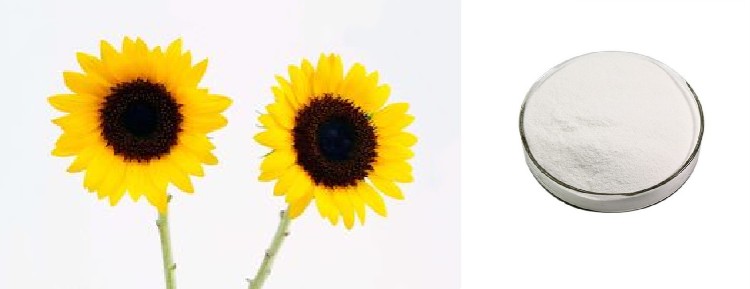 sunflower oil powder