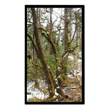 wifi connect mobile projector live steam equipment