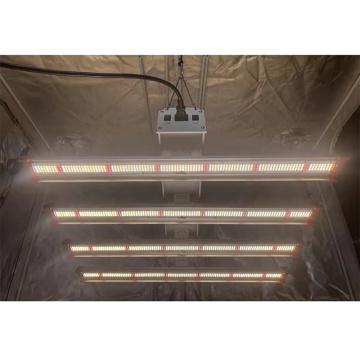 600W 4BAR Pełne spektrum LED LED Light